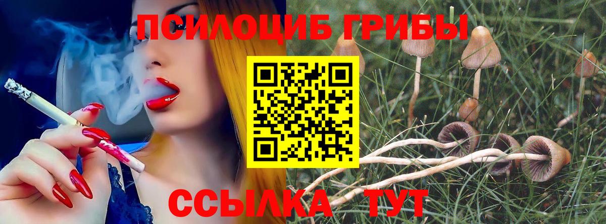 Псилоцибиновые грибы Cubensis Лесосибирск